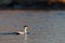 Common Eider male swims in the calm blue sea in winter