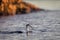 Common Eider male swims in the calm blue sea in winter