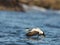 Common Eider male taking off from the blue ocean in winter