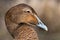 Common eider - Somateria mollissima