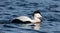 The common eider Somateria mollissima, also called St. Cuthbert`s duck or Cuddy`s duck