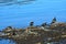 Common eiders, Faskrudsfjordur, Iceland