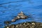 Common eiders, Faskrudsfjordur, Iceland