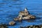 Common eiders, Faskrudsfjordur, Iceland