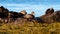 Common Eiders - Panoramic