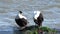 Common Eiders Sitting on a Rock