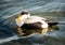 Common eiders Somateria mollissima, a large sea-duck found over the northern coasts of Europe and North America. It breeds in