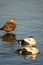 Common eiders Somateria mollissima, a large sea-duck found over the northern coasts of Europe and North America. It breeds in