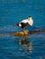 Common eiders Somateria mollissima, a large sea-duck found over the northern coasts of Europe and North America. It breeds in