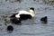 Common eiders, South Queensferry, Scotland