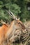 Common eland