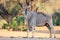 Common eland bull with red-billed oxpecker