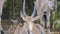 Common eland close up