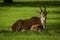 Common eland in dappled sunshine eyeing camera