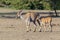 Common Eland Female and Fawn