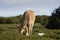 Common Eland grazing, Addo Elephant National Park