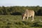 Common Eland grazing, Addo Elephant National Park