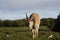 Common Eland grazing, Addo Elephant National Park