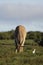 Common Eland grazing, Addo Elephant National Park