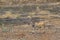 Common eland in Kruger National park, South Africa