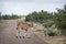 Common eland in Kruger National park, South Africa ;