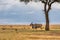 Common eland in the Masai Mara