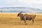 Common eland in the Masai Mara