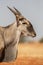Common eland portrait, Etosha National Park,