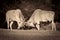 Common Eland Rutting, Black and White