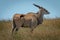 Common eland stands in grass flicking tail
