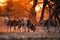 Common eland with sunset in Mana Pools