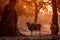 Common eland with sunset in Mana Pools