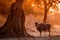 Common eland with sunset in Mana Pools