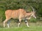Common eland, Taurotragus oryx, grazing among trees