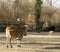 Common Eland (Taurotragus oryx) & Ostrich (Struthio camelus)