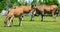 Common elands, also known as the southern eland