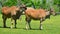 Common elands, also known as the southern eland