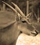 Common elands, also known as the southern eland