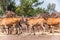 Common Elands graze in the field in Safari