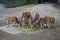 Common elands at Safari Park.