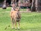 Common Elend with one horn standing in the grassland and watching