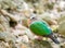 Common emerald dove