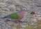 Common Emerald Dove