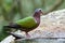 The common emerald dove (Chalcophaps indica) the colorful green
