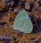 Common emigrant