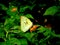 Common emigrant Butterfly