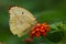 Common emigrant butterfly closeup shot