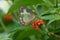 Common emigrant butterfly closeup shot