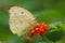 Common emigrant butterfly closeup shot