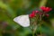 Common Emigrant Catopsilia crocale Buttefly on Red Flowers